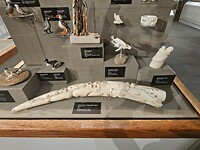 University of Alaska Museum of the North