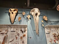 University of Alaska Museum of the North
