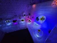 Ice Museum