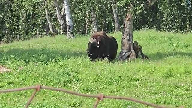 Musk Ox Farm