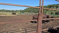 Reindeer Farm