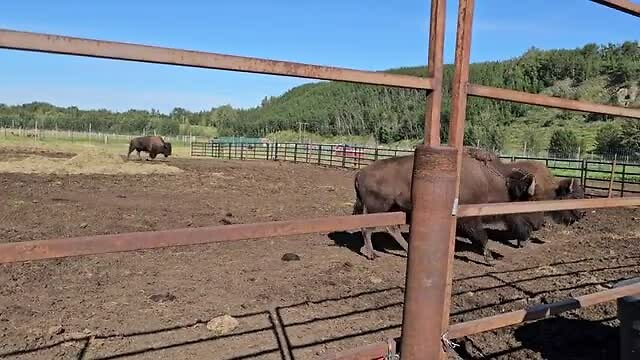 Reindeer Farm
