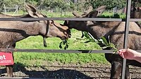 Reindeer Farm
