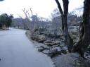 Nara Park