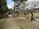 Nara Park 2