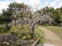 Nara Park 3