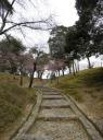 Nara Park Sakura