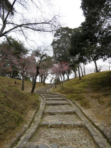 Nara Park Sakura