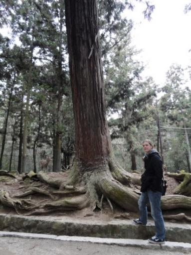 Rare bomen in het Nara bos