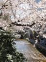 Kyoto Sakura