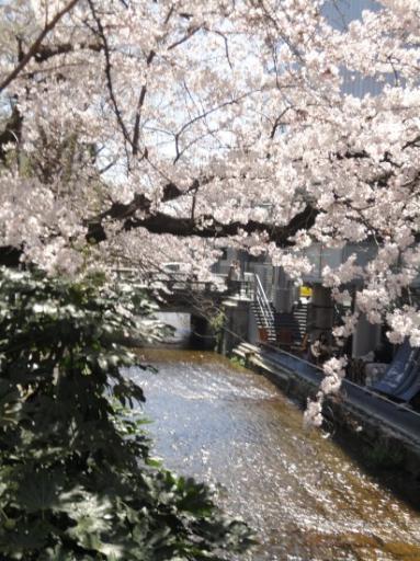 Kyoto Sakura