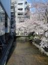 Kyoto Sakura 2
