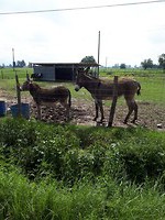 Twee broeders