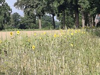 Zooo leuk die stroken met bloemen langs een veld