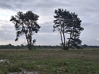 Mooi die eenzame bomen!