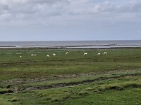 De waddenzee!