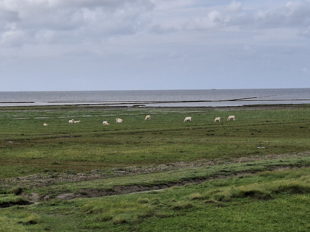 De waddenzee!