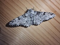 Peper en zout vlinder