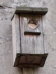 Het lijken of dit vogelhuisje is dicht gestopt