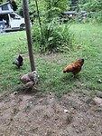 Kipjes op de camping