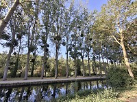 Veel maretak in de bomen