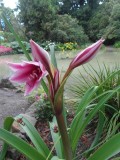 Amaryllisachtige in Botanische tuin