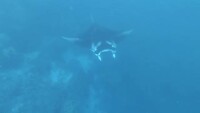 Mantas @ Bora Bora !!!