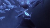 Manta 2