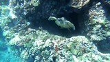Honu hunting 🐢🐢🐢