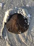 Sanddollar