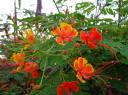 Bloesem