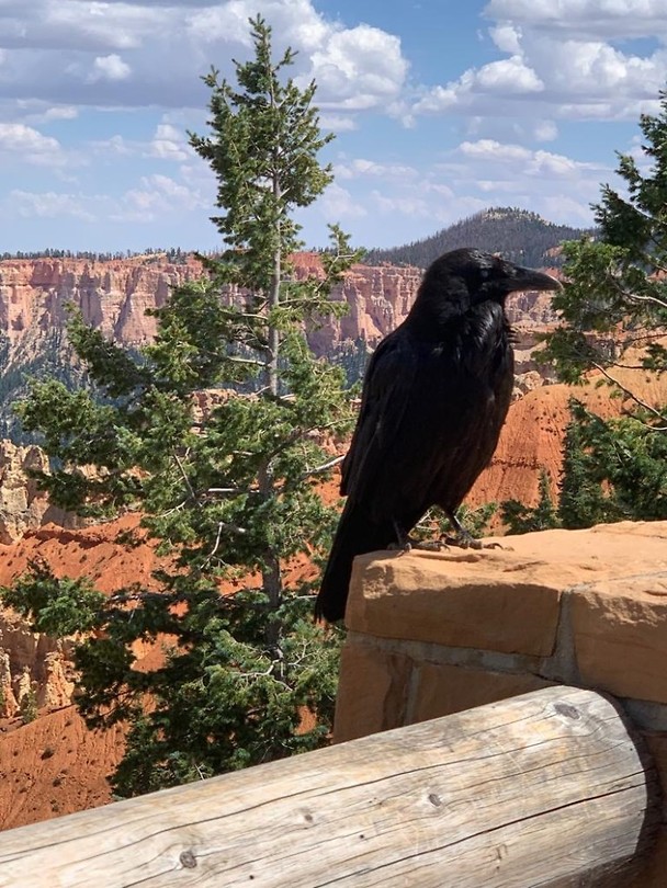Raaf bij uitzicht Bryce canyon