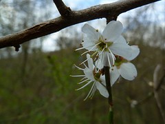 zerkall_04-04-2016 (6) (1024x768)