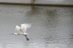 DSC_9096 (1280x853) (2)