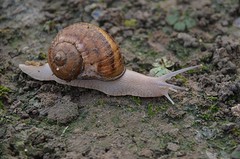 ochtend slakken comines (3)