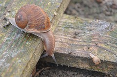 ochtend slakken comines (4)