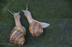 ochtend slakken comines (5)