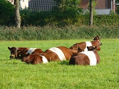 leersum omstreken_24-09-2016 (2) (1280x960)