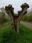 appeltern_03-04-2017 (2) (960x1280)