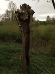 appeltern_03-04-2017 (1) (960x1280)