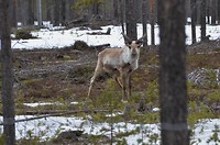 inari_21-05-2017 (3)