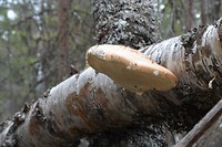 inari_21-05-2017 (19)
