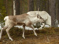 inari_21-05-2017 (24)