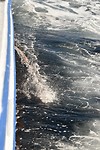 andenes walvis_29-05-2017 (3)