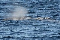 andenes walvis_29-05-2017 (6)