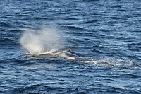 andenes walvis_29-05-2017 (7)