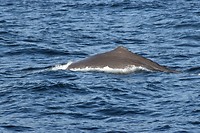 andenes walvis_29-05-2017 (8)