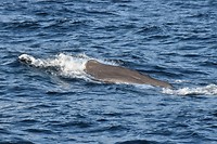 andenes walvis_29-05-2017 (9)