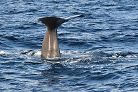andenes walvis_29-05-2017 (10)