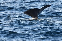 andenes walvis_29-05-2017 (11)